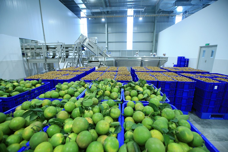 Hệ thống xử lý nước thải chế biến trái cây