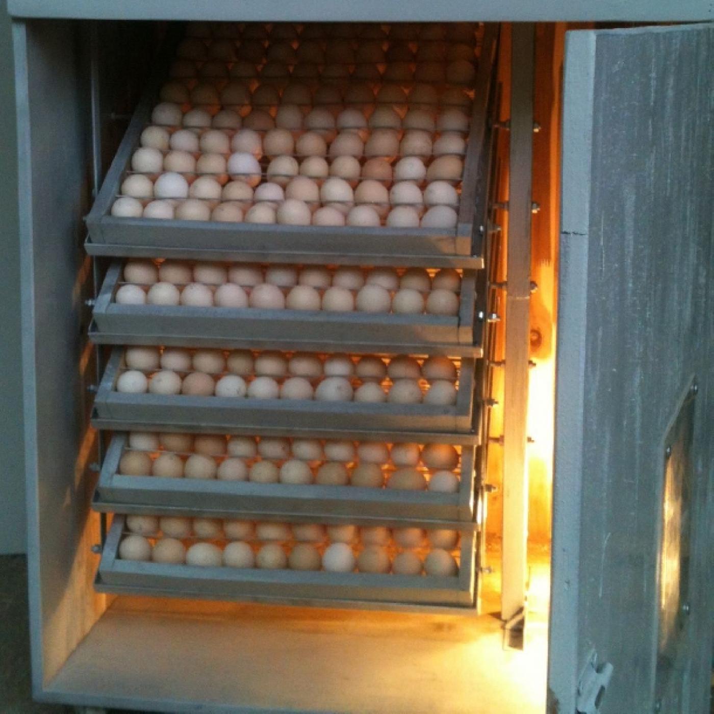 Hệ thống xử lý nước thải từ hoạt động ấp trứng 