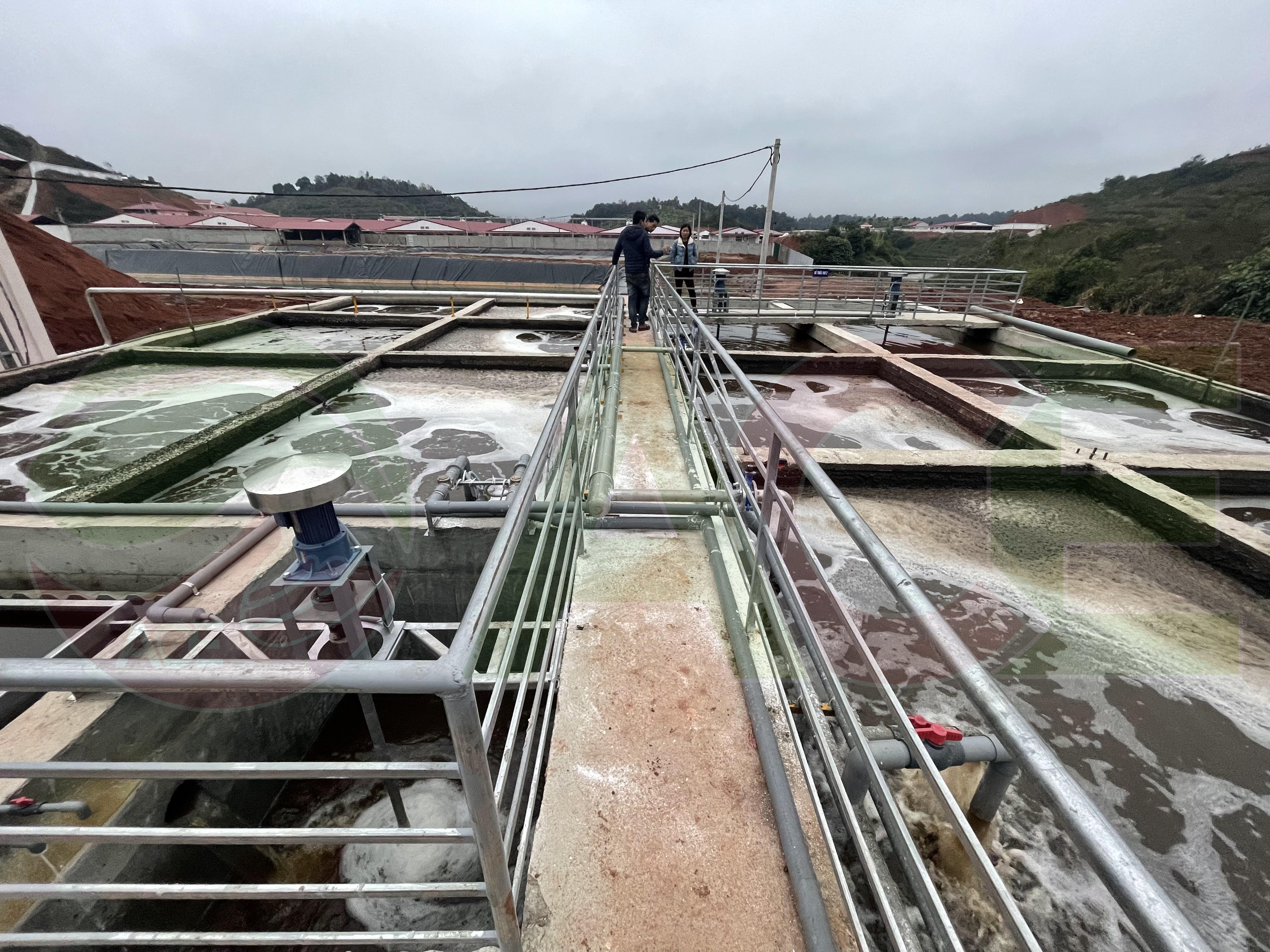 Xử lý nước thải chăn nuôi kết hợp thủy canh