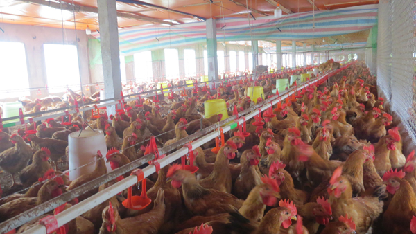 Xử lý nước thải cơ sở chế biến thức ăn chăn nuôi gà bằng công nghệ AAO